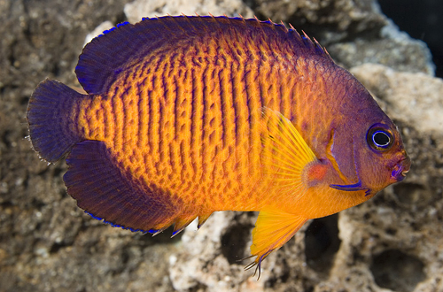 picture of Coral Beauty Angel Tahiti Sml                                                                        Centropyge bispinosus