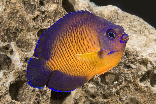 picture of Coral Beauty Angel Tonga Sml                                                                         Centropyge bispinosus