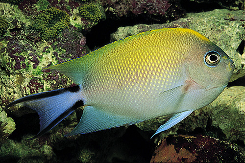 picture of Japanese Swallowtail Angel Lrg                                                                       Genicanthus melanospilos