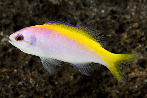 picture of Evansi Anthias Lrg                                                                                   Pseudanthias evansi 