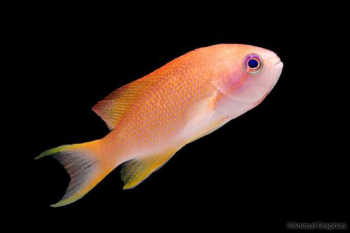 picture of Lyretail Anthias Female Sml                                                                          Pseudanthias squamipinnis