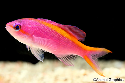 picture of Purple Queen Anthias Sml                                                                             Pseudanthias pascalus