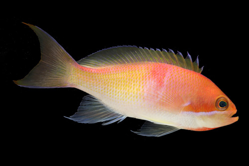 picture of Red Belted Anthias Med                                                                               Pseudanthias rubrizonatus