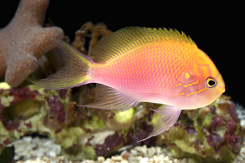 picture of Sunburst Anthias Sml                                                                                 Serranocirrhitus latus