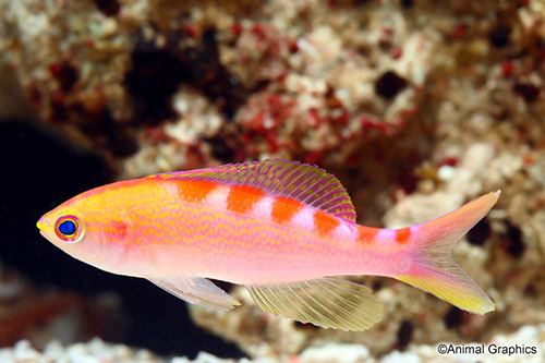 picture of Tiger Queen Anthias Med                                                                              Pseudanthias lori