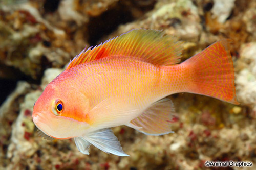 picture of Stocky Anthias Male Sml                                                                              Pseudanthias hypselosoma