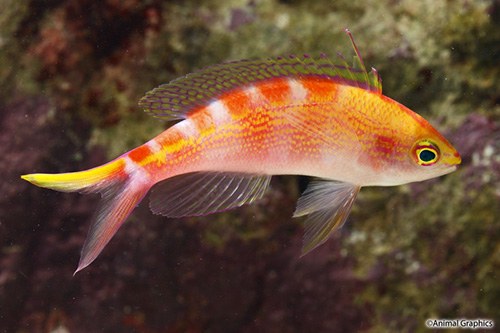 picture of Red Saddle Anthias Med                                                                               Pseudanthias flavoguttatus