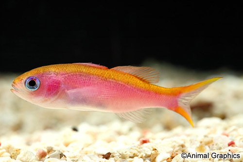 picture of Princess Anthias Sml                                                                                 Pseudanthias smithvanizi