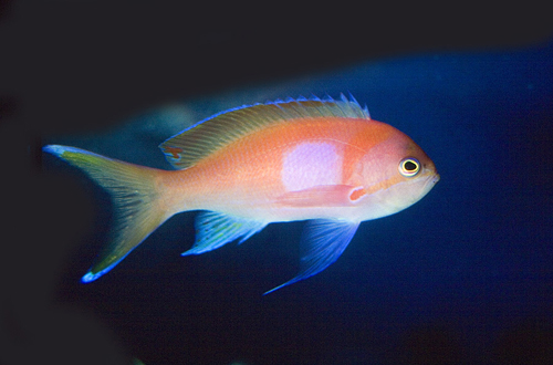 picture of Square Anthias Med                                                                                   Pseudanthias pleurotaenia