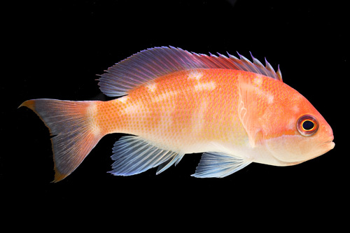 picture of Blue Eye Anthias Med                                                                                 Pseudanthias truncatus