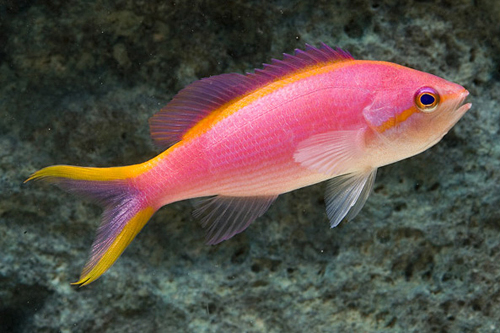 picture of Yellowstripe Tuka Anthias Med                                                                        Pseudanthias tuka