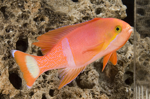 picture of Pictilis Anthias Male Med                                                                            Pseudanthias pictilis