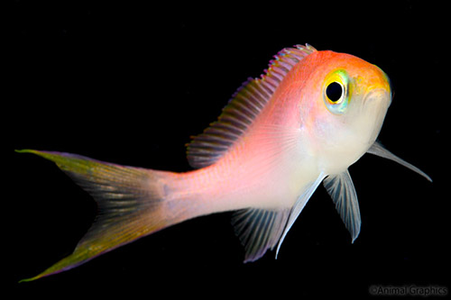 picture of Carlsoni Anthias Male Sml                                                                            Pseudanthias carlsoni