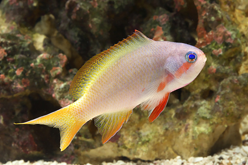 picture of Redcheek Anthias Lrg                                                                                 Pseudanthias huchti