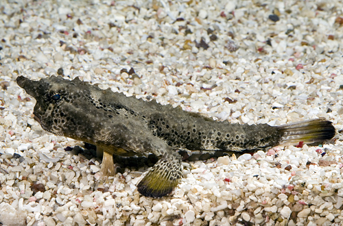 picture of Walking Batfish Med                                                                                  Ogcocephalus radiatus