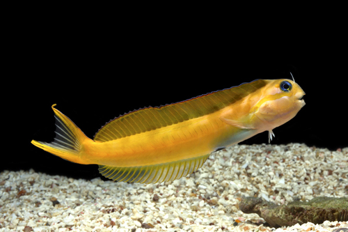 picture of Blue Midas Blenny Sml                                                                                Ecsenius midas