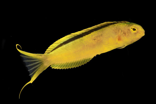 picture of Canary Blenny Med                                                                                    Meiacanthus oualanensis