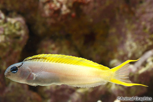 picture of Forktail Blenny Lrg                                                                                  Meiacanthus atrodorsalis