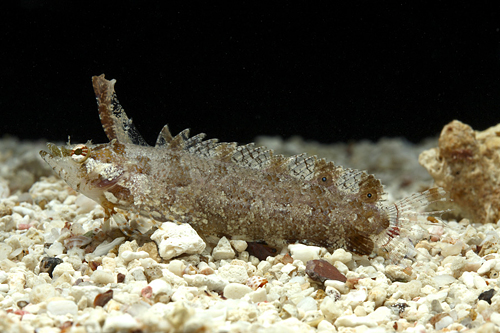 picture of Horned Blenny Med                                                                                    Hypsoblennius exstochilus