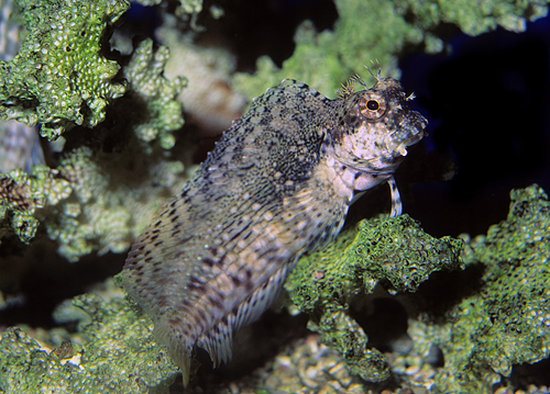 picture of Lawn Mower Blenny Lrg                                                                                Salarias fasciatus