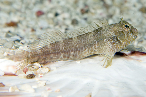 picture of Molly Miller Blenny Sml                                                                              Scartella cristata