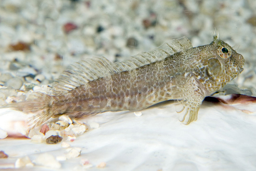 picture of Molly Miller Blenny Lrg                                                                              Scartella cristata