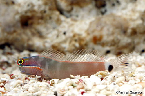 picture of Tailspot Blenny Sml                                                                                  Ecsenius stigmatura