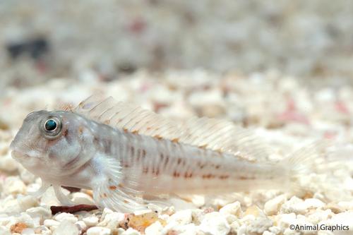 picture of Molly Miller Blenny Tank Raised Med                                                                  Scartella cristata