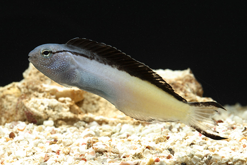 picture of Forktail Blenny Red Sea Med                                                                          Meiacanthus atrodorsalis