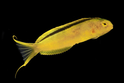 picture of Canary Blenny Fiji Sml                                                                               Meiacanthus oualanensis