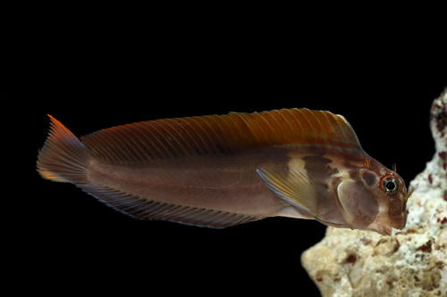 picture of Panamic Fanged Blenny Lrg                                                                            Ophioblennius steindachneri