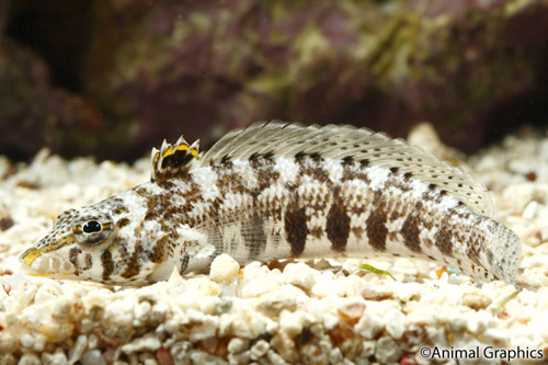 picture of Lizard Blenny Sml                                                                                    Paraperrcis getracanthia