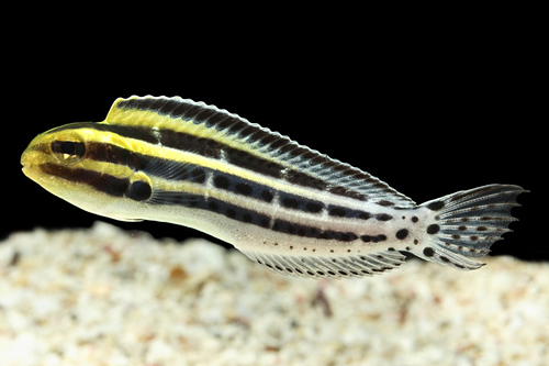 picture of Zebra Forktail Blenny Australia Med                                                                  Meiacanthus grammistes