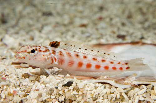 picture of Striped Sleeper Blenny Sml                                                                           Parapercis schauinslandii