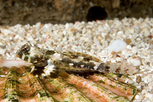 picture of Scooter Blenny Sml                                                                                   Synchiropus ocellatus