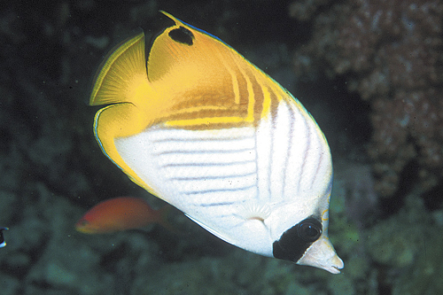 picture of Auriga Butterfly Med                                                                                 Chaetodon auriga