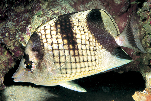 picture of Black Pearlscale Butterfly Sml                                                                       Chaetodon argentatus