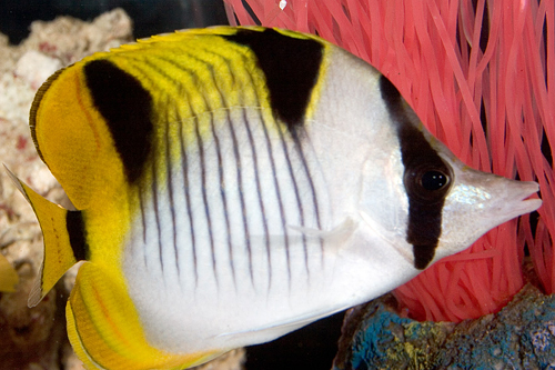 picture of Double Saddle Butterfly Med                                                                          Chaetodon ulietensis