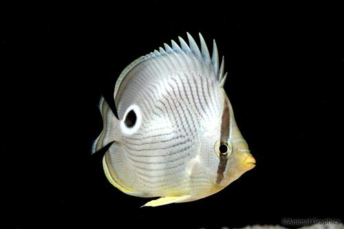 picture of Four Eye Butterfly Med                                                                               Chaetodon capistratus