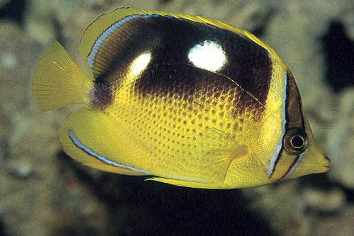 picture of Four Spot Butterfly Sml                                                                              Chaetodon quadrimaculatus