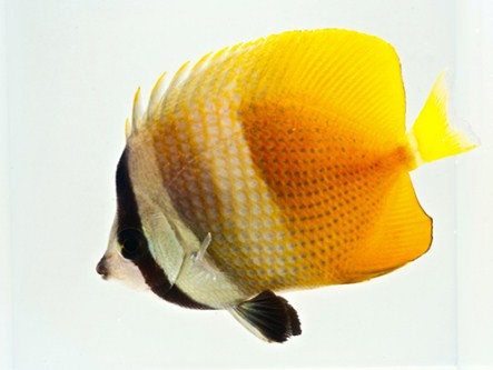 picture of Klein's Blue Head Butterfly Lrg                                                                      Chaetodon kleinii