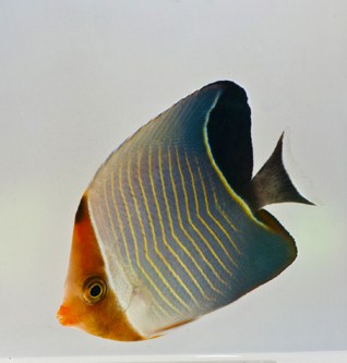 picture of Larvatus Butterfly Red Sea Lrg                                                                       Chaetodon larvatus