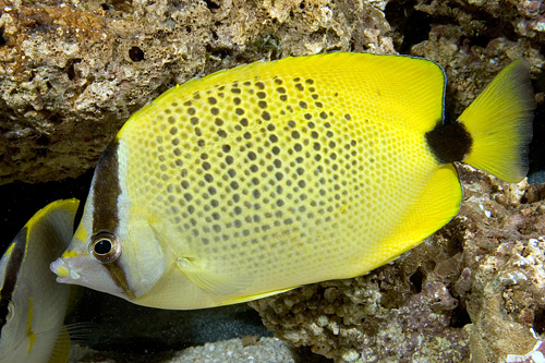 picture of Lemon Butterfly Lrg                                                                                  Chaetodon miliaris