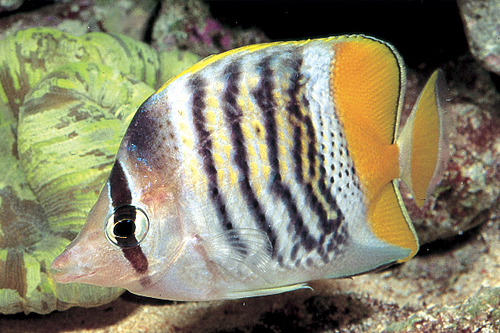 picture of Merten's Butterfly Sml                                                                               Chaetodon mertensii