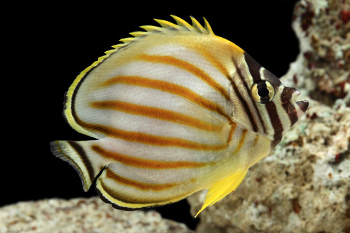 picture of Ornate Butterfly Med                                                                                 Chaetodon ornatissimus