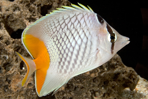 picture of Red Pearlscale Butterfly Red Sea Med                                                                 Chaetodon paucifasciatus