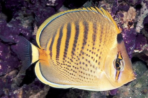 picture of Punctato Butterfly Lrg                                                                               Chaetodon punctatofasciatus