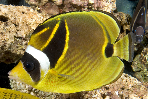 picture of Raccoon Butterfly Sml                                                                                Chaetodon lunula