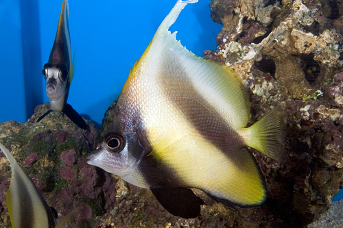 picture of Heniochus Butterfly Red Sea Med                                                                      Heniochus intermedius