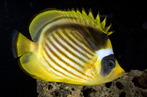 picture of Raccoon Butterfly Red Sea Med                                                                        Chaetodon lunula